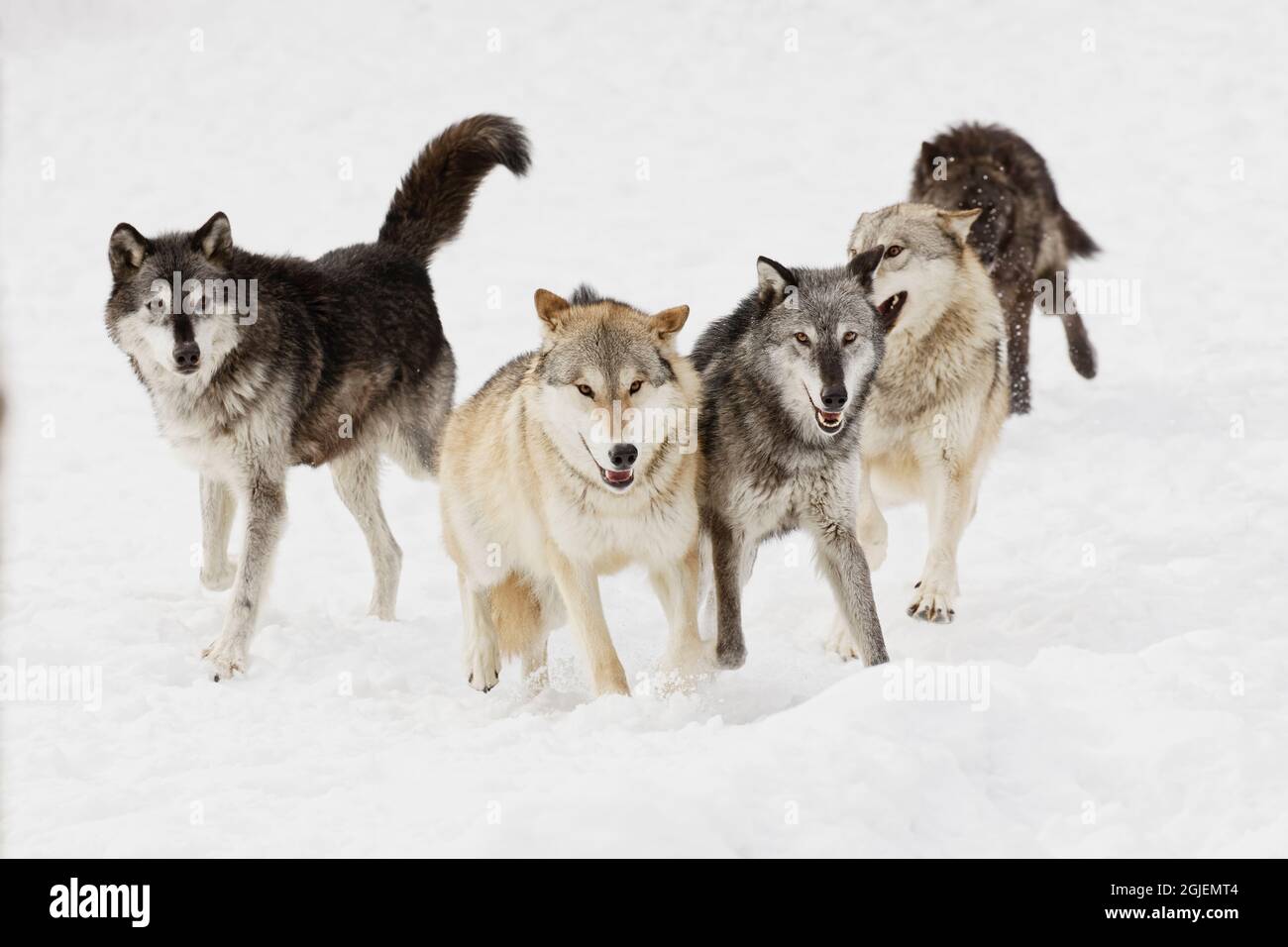 Alpha male wolf fighting hi-res stock photography and images - Alamy