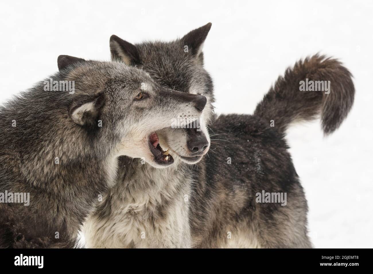 Tundra wolves exhibiting dominance behavior in pack setting in winter, Montana. Stock Photo