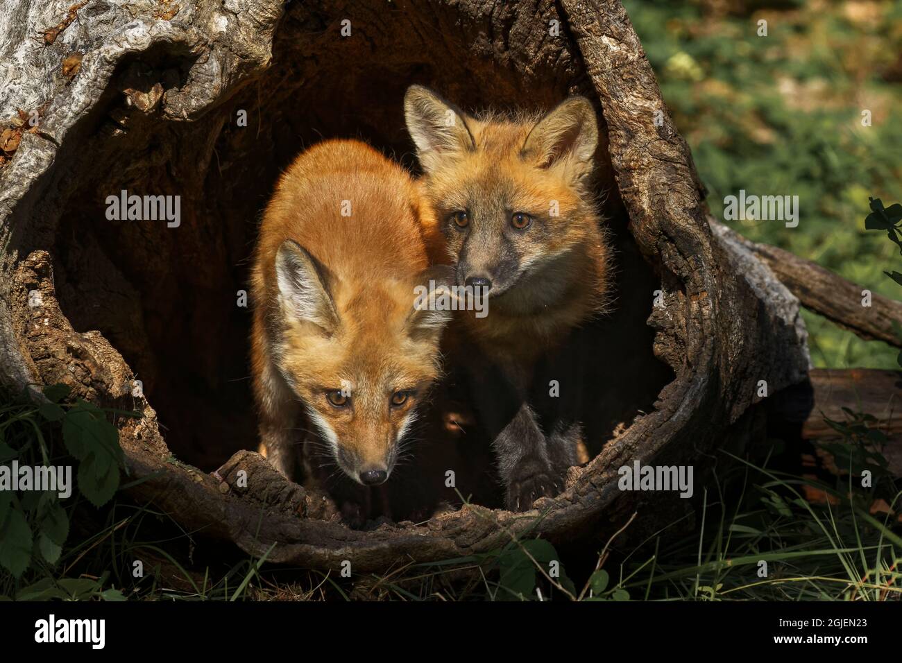 Red Fox kits in log, Vulpes vulpes. Stock Photo