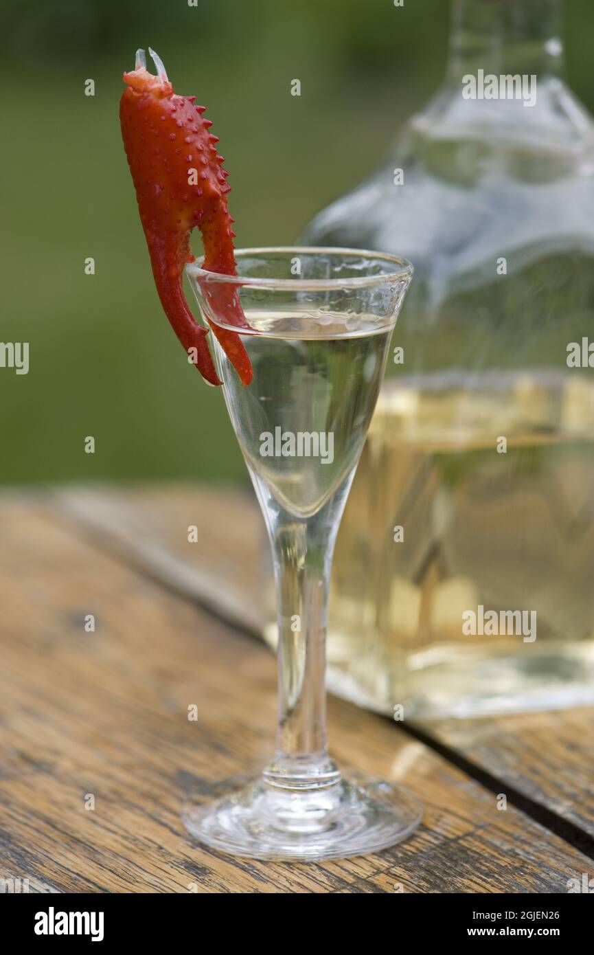 A small glass of snaps with a crayfish claw on the edge. Stock Photo