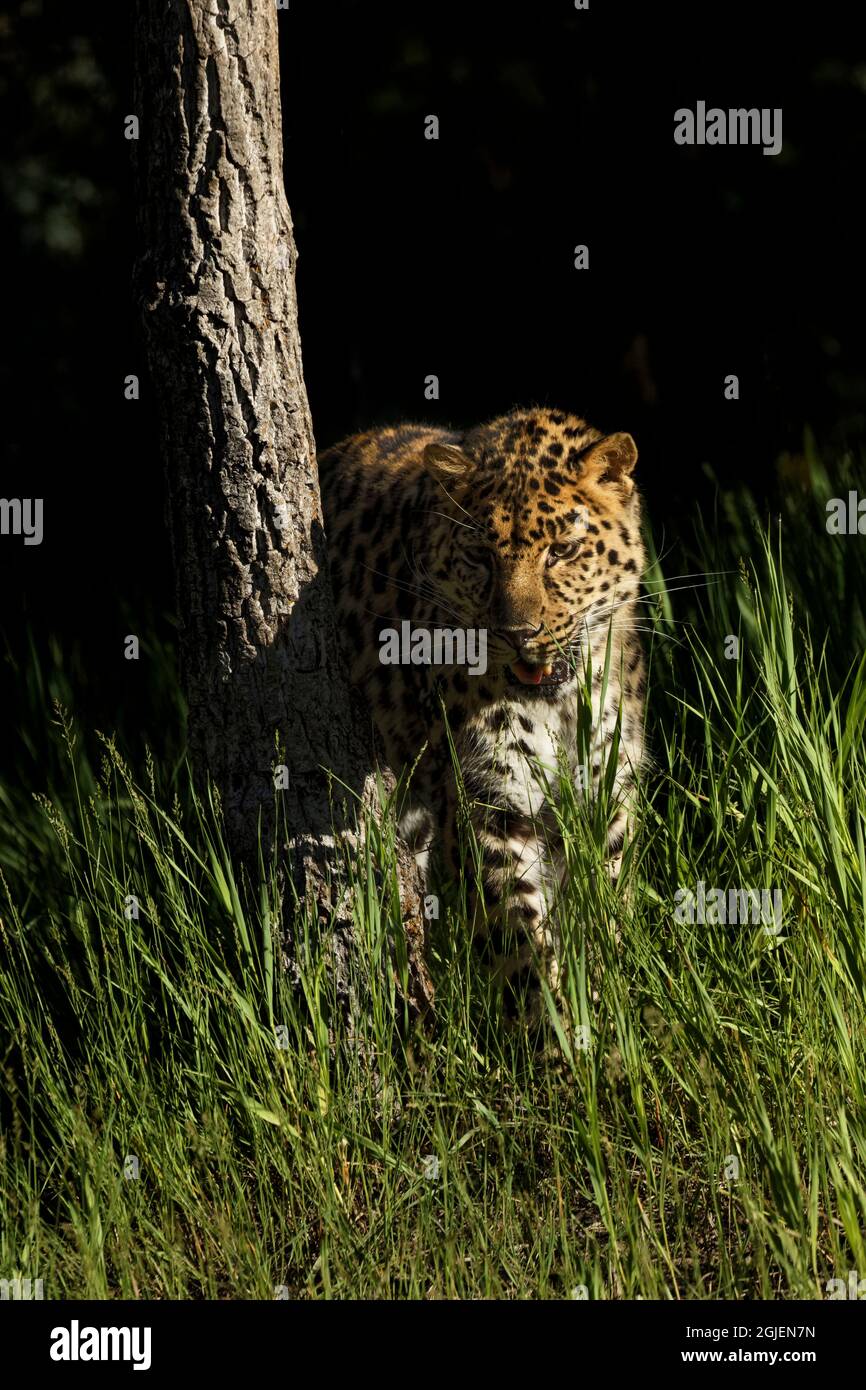 Amur leopard hi-res stock photography and images - Alamy