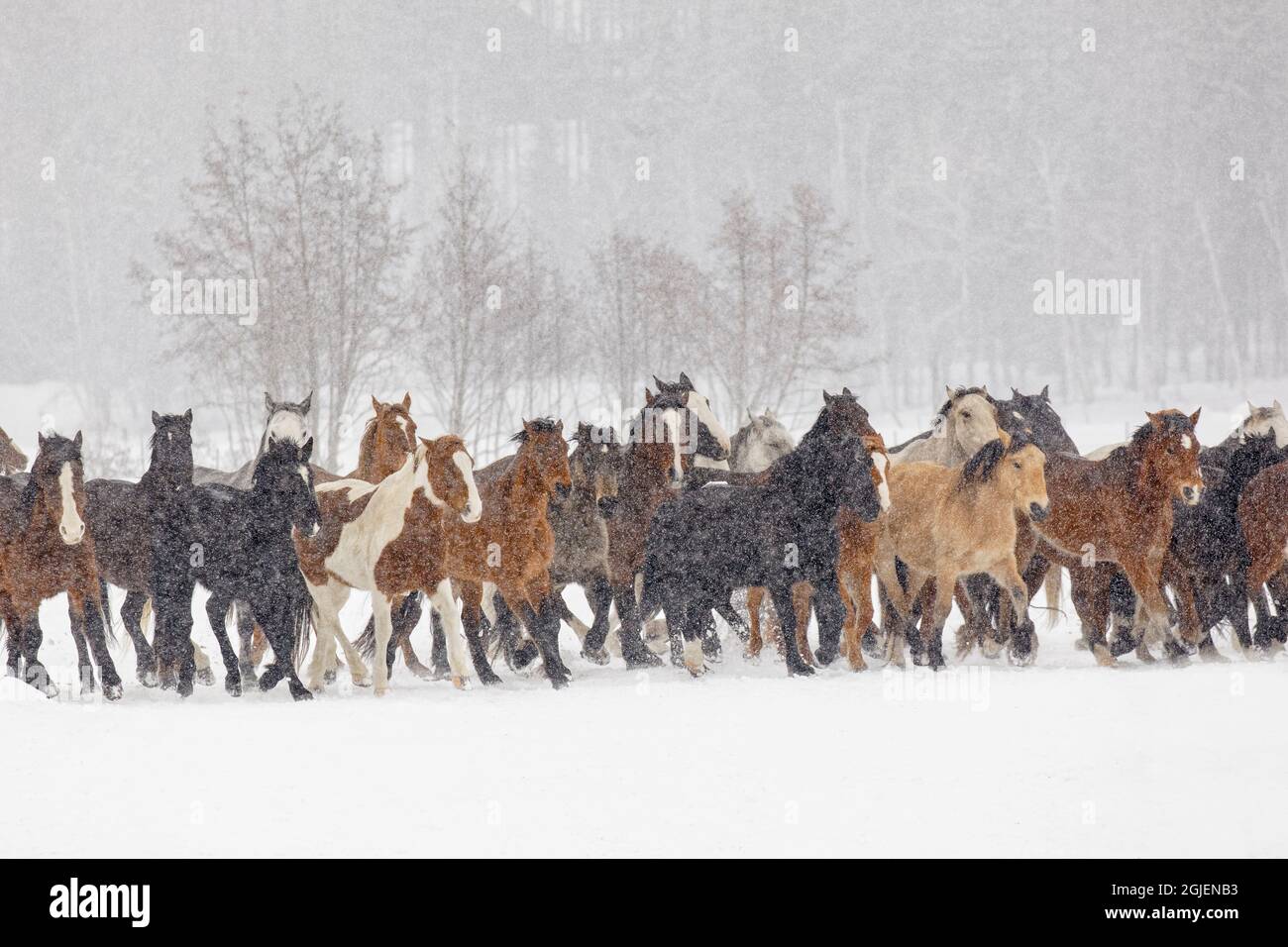 Horse roundup hi-res stock photography and images - Alamy