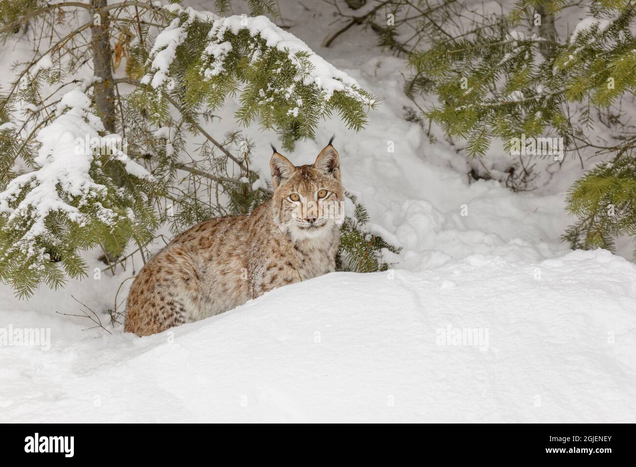 Siberian lynx in winter Stock Photo - Alamy