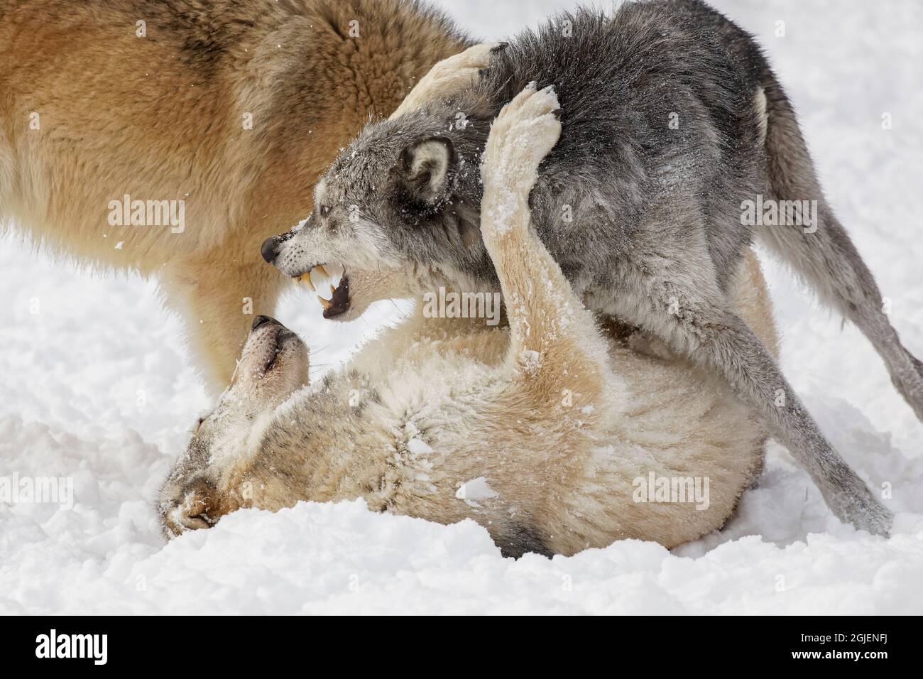 Wolves Determination Exhibiting hi-res stock photography and images - Alamy