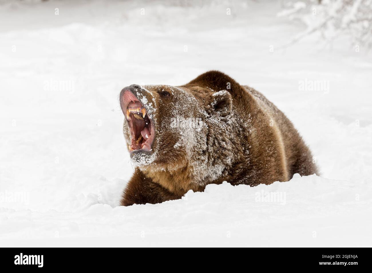 Grizzly bear snarling in winter. Stock Photo