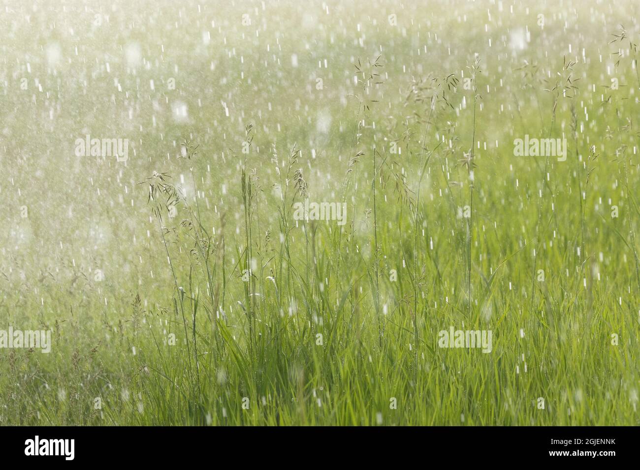 Falling rain, Montana. Stock Photo