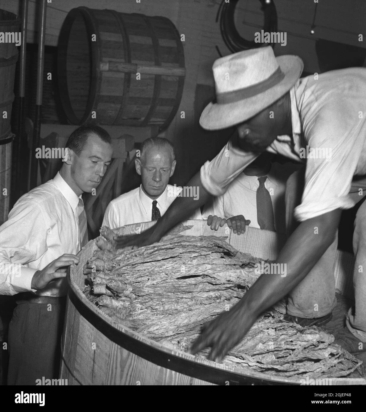 A tobacco plantation in Farmville, Virginia. The tobacco is packed in