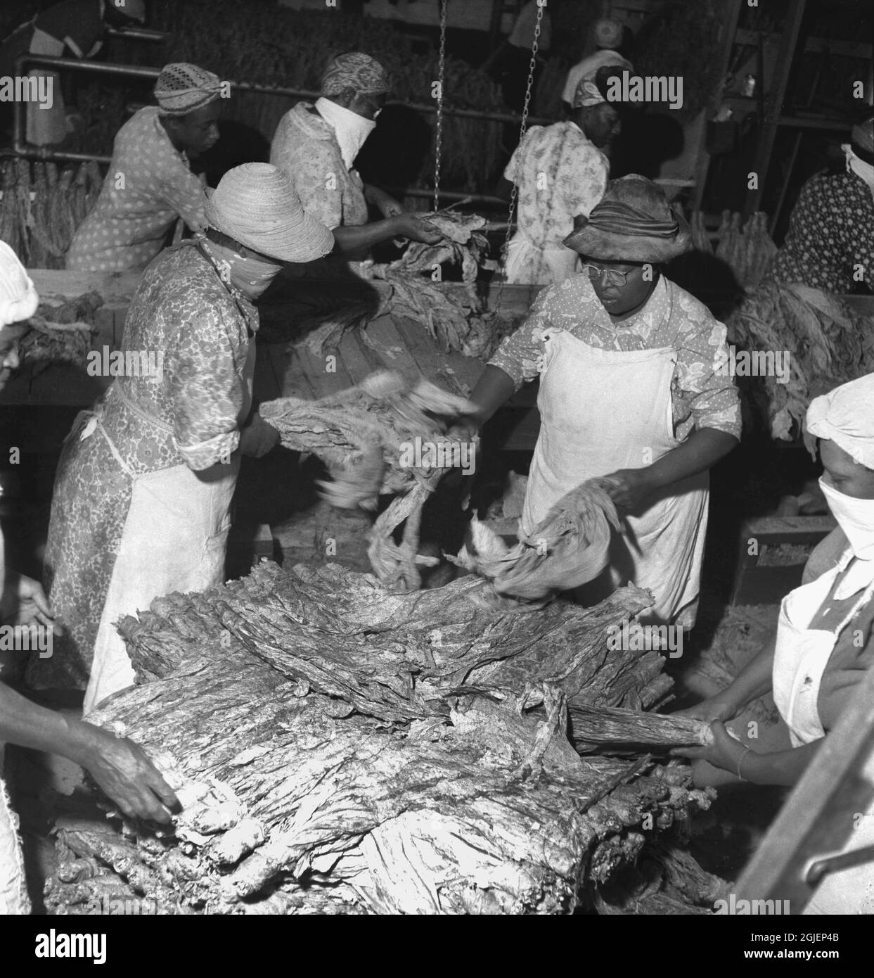 Tobacco plantation in Farmville, Virginia. To protect themselves from