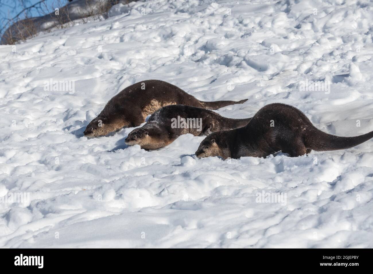 North American river otter, Montana Stock Photo Alamy