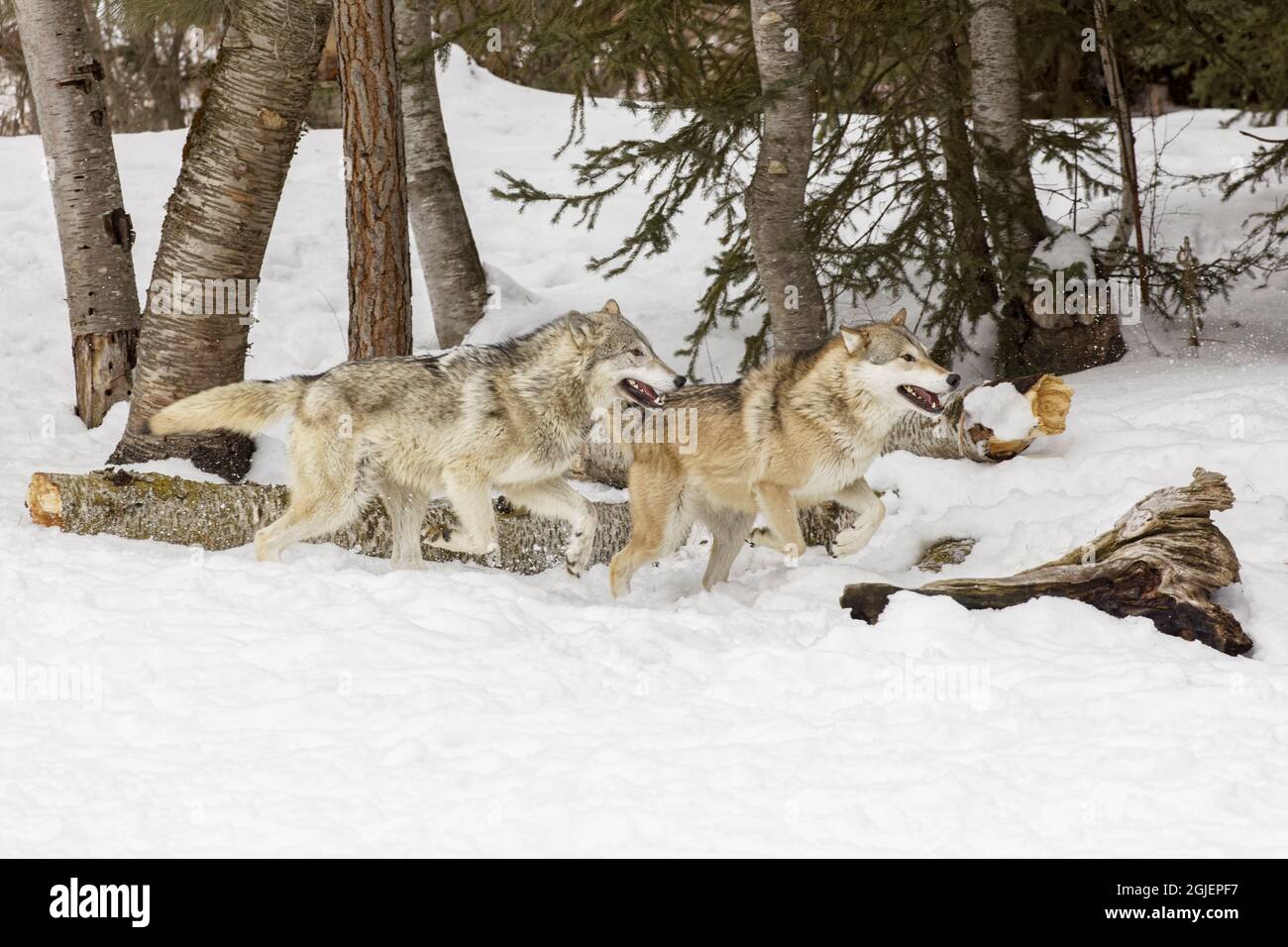 Tundra wolves running in snow, Montana. Stock Photo