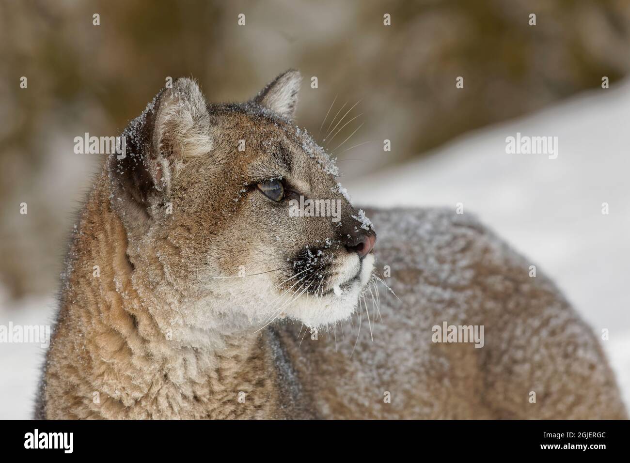 Juvenile mountain lion in deep winter snow, controlled situation, Montana,  Puma concolor Stock Photo - Alamy