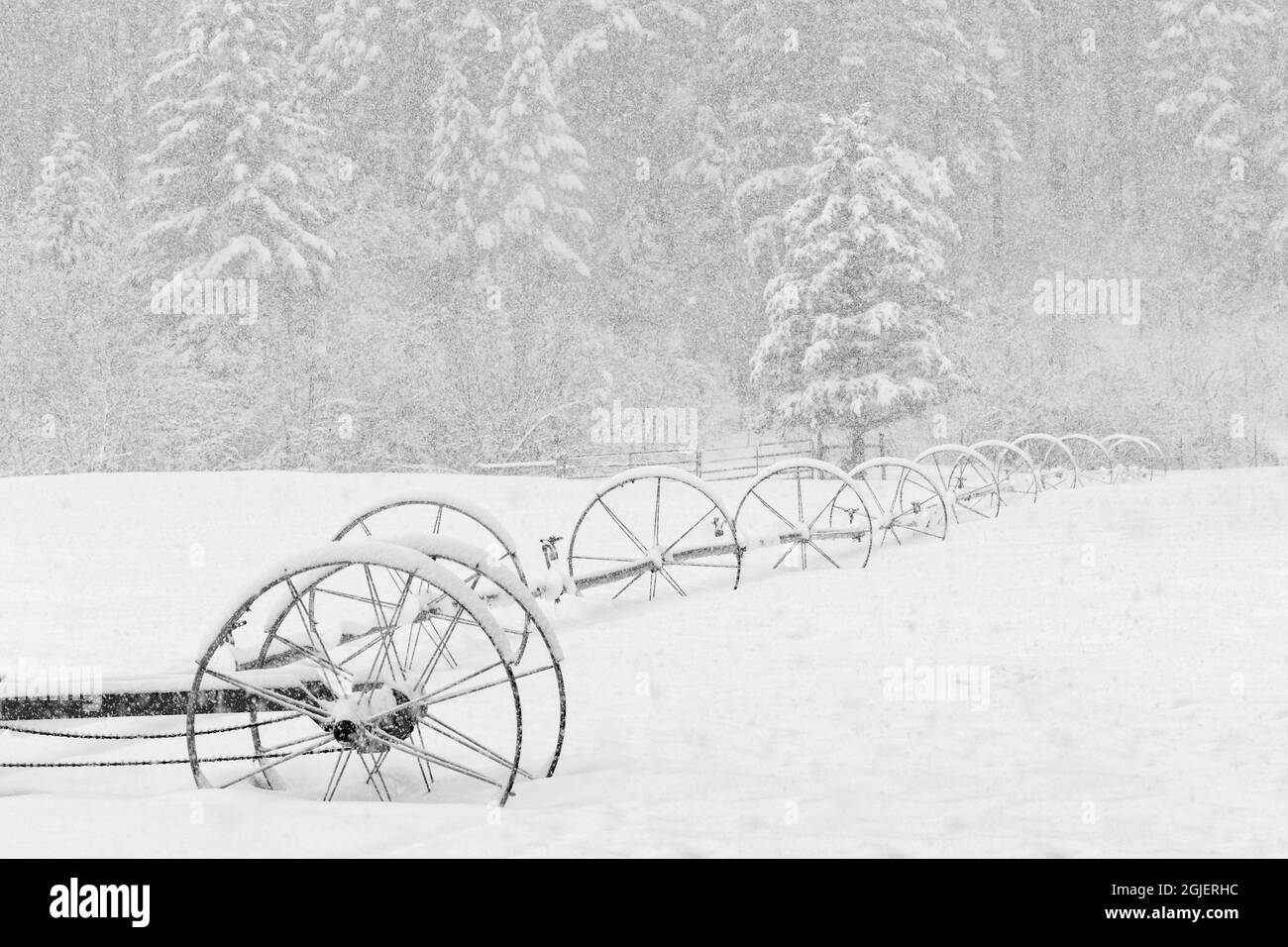 Irrigation sprinkler system in winter snowstorm, Kalispell, Montana Stock Photo