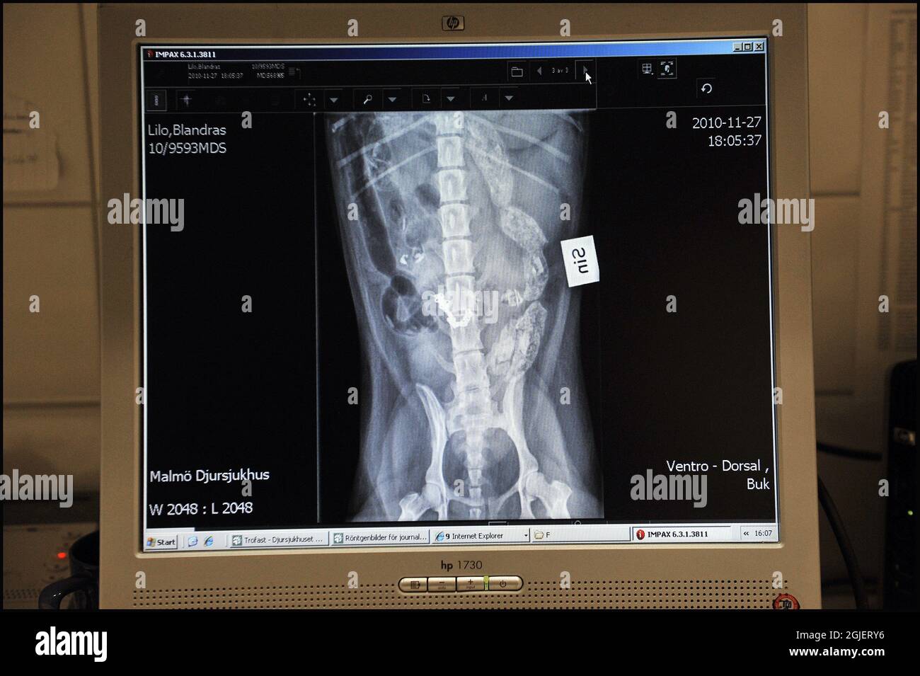 Dog X Ray Rubber Ducky