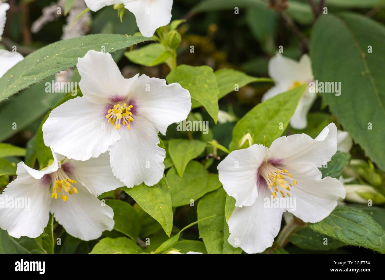 White, Intoxicatingly fragrant flowers of Philadelphus Lemoinei - Mock Orange Blossom in a garden. Stock Photo