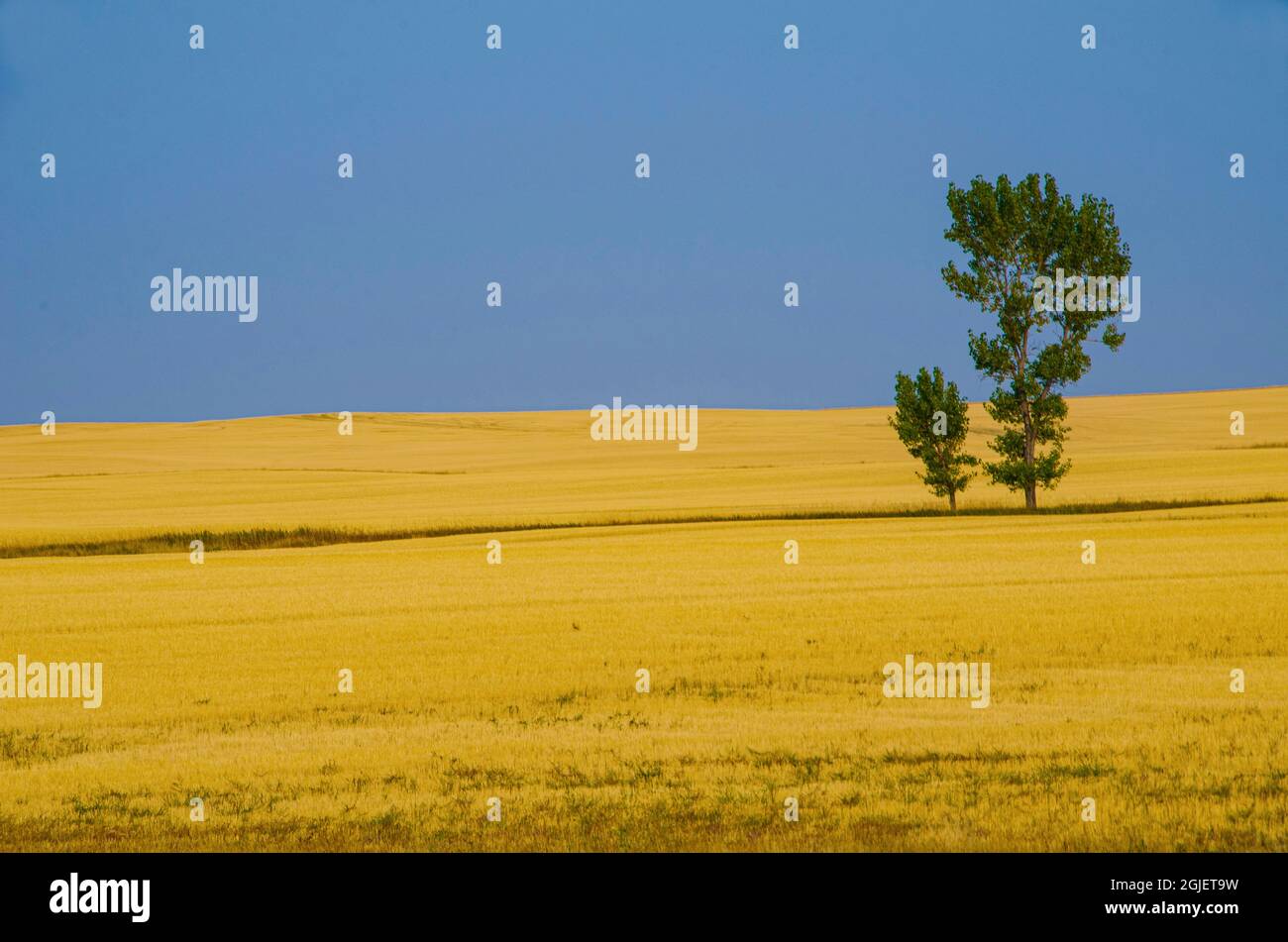 USA, Montana, Frazer, Isolated trees in wheat field Stock Photo Alamy