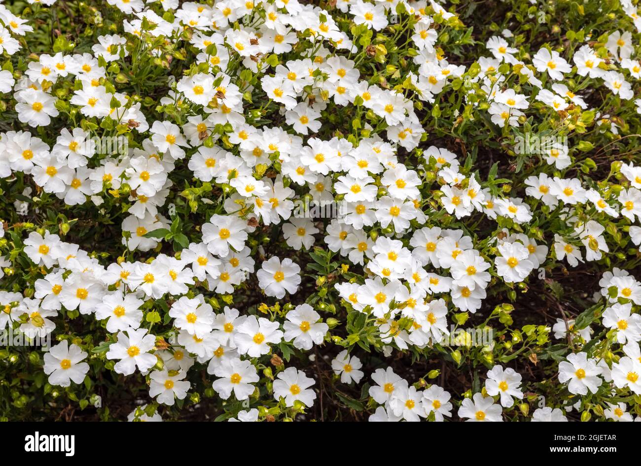 Cistus Salviifolius also sage-leaved rock-rose, salvia cistus or Gallipoli rose, a bushy shrub with inflorescences of round flowers with white petals. Stock Photo