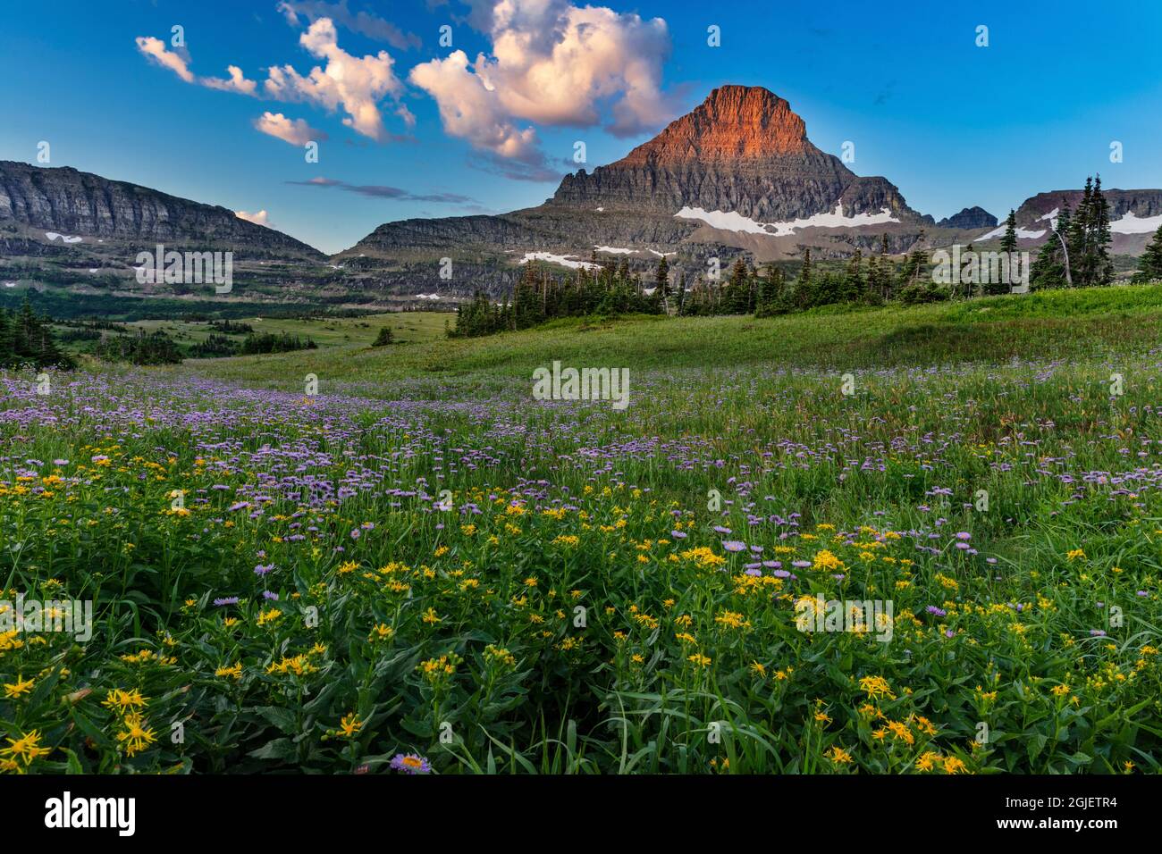 Alpine wildflower meadow at Logan Pass in Glacier National Park ...