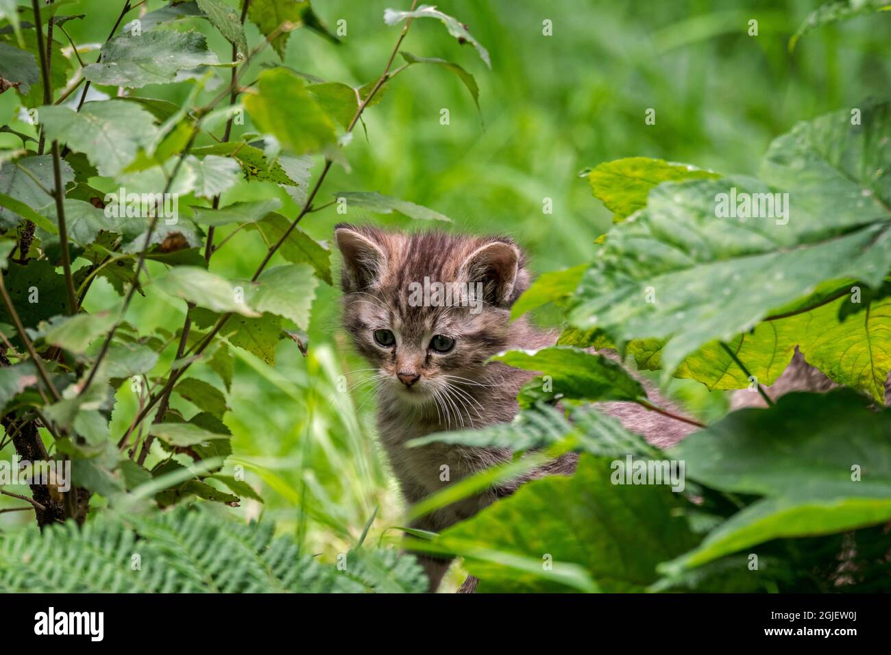 Hidden young European wildcat / wild cat (Felis silvestris silvestris) kitten looking through leaves of underbrush vegetation in forest Stock Photo