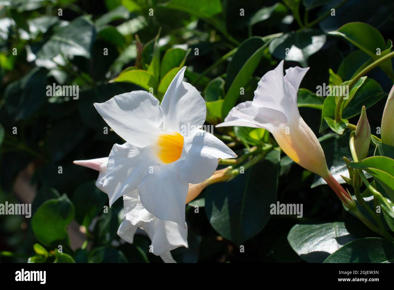 Closeup shot of mandevilla rocktrumpet flowers with white petals and yellow center blooming Stock Photo