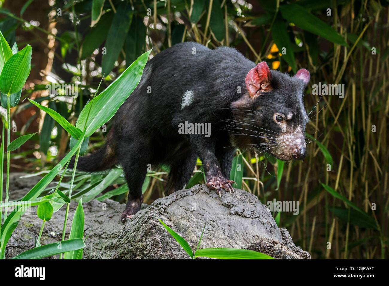 Tasmanian Devil Sarcophilus Harrisii Largest Carnivorous Marsupial Native To Australia Stock 