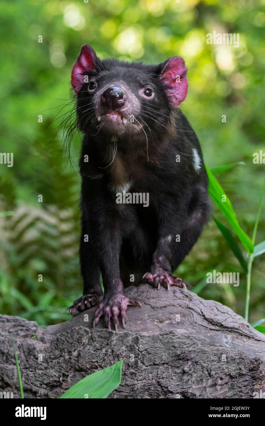 Tasmanian devil (Sarcophilus harrisii), largest carnivorous marsupial native to Australia Stock Photo