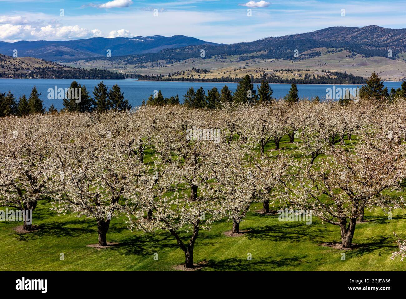 Flathead cherry trees blossom along Flathead Lake near Polson Montana