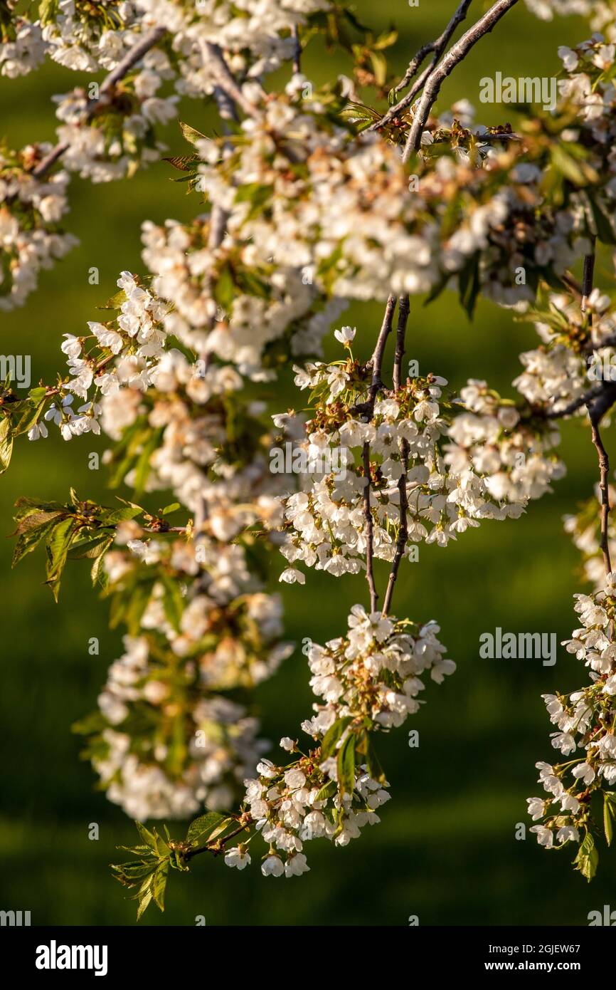 Flathead cherry trees blossom along Flathead Lake near Polson Montana