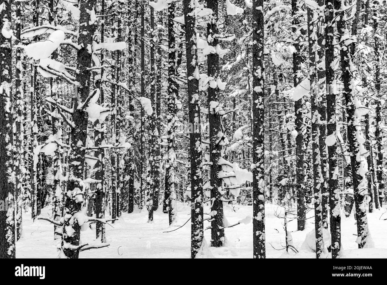 Snow clad lodgepole pine forest in Glacier National Park, Montana, USA