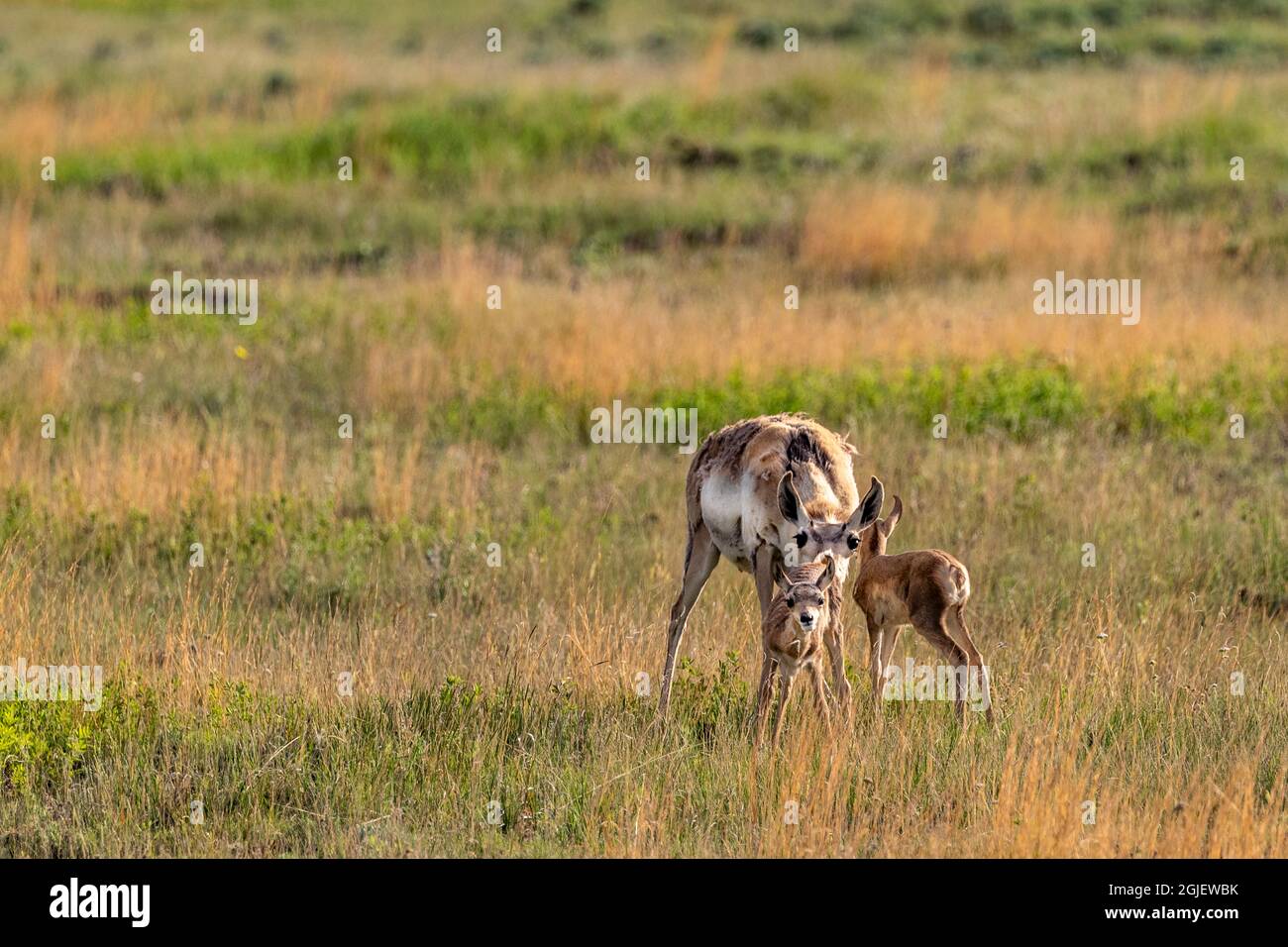 Mother Pronghorn antelope with fawns in Powder River Country, Montana, USA Stock Photo