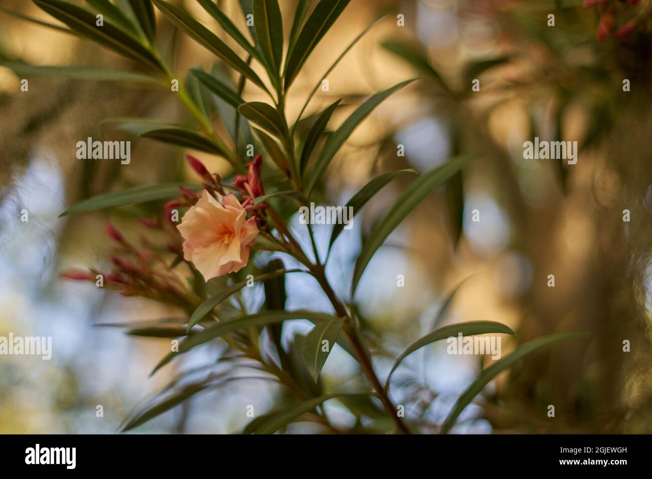orange nerium oleander blossoms isolated with green leaves and blurred background. summer and fall flowers. horizontal Stock Photo