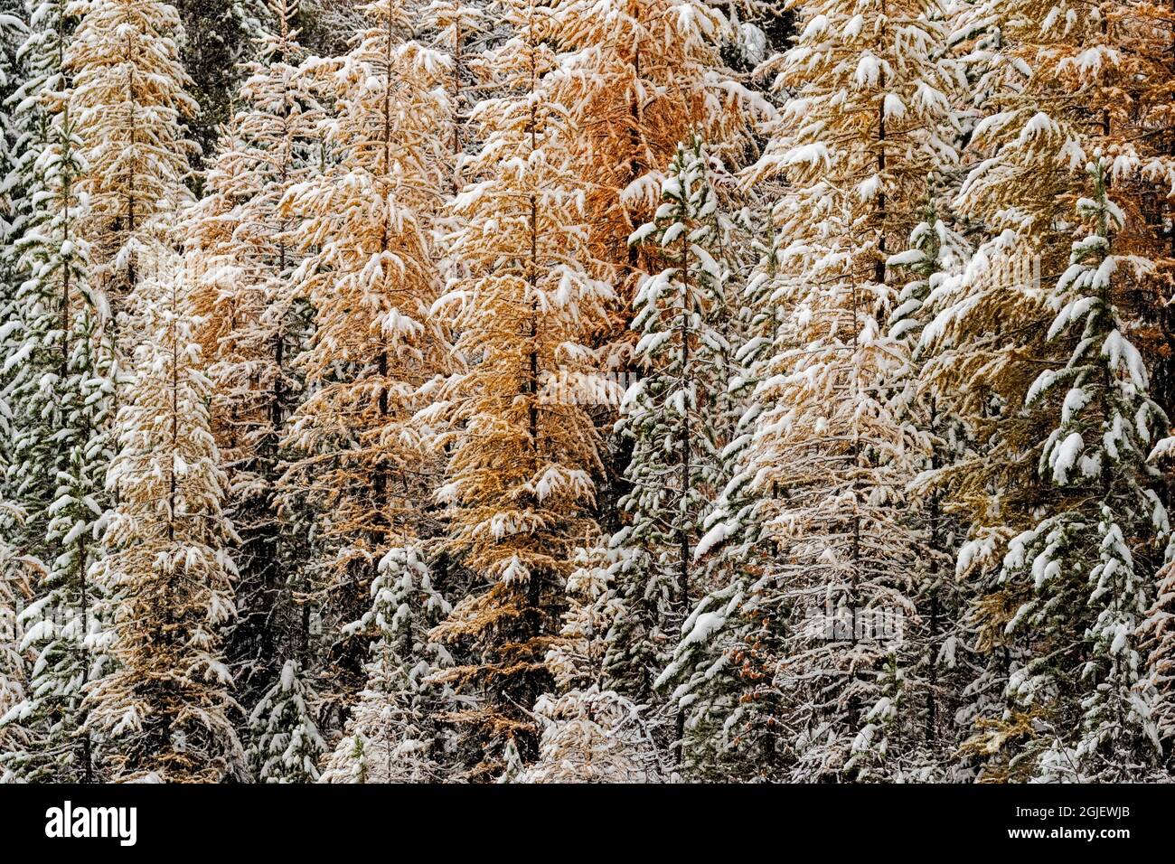 Snowfall in the larch forest hi-res stock photography and images - Alamy