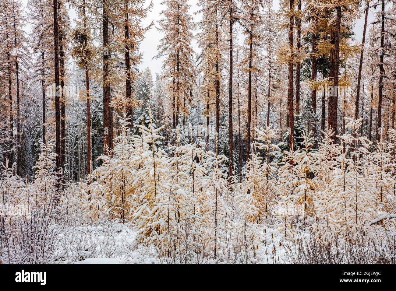 Snowfall in the larch forest hi-res stock photography and images - Alamy