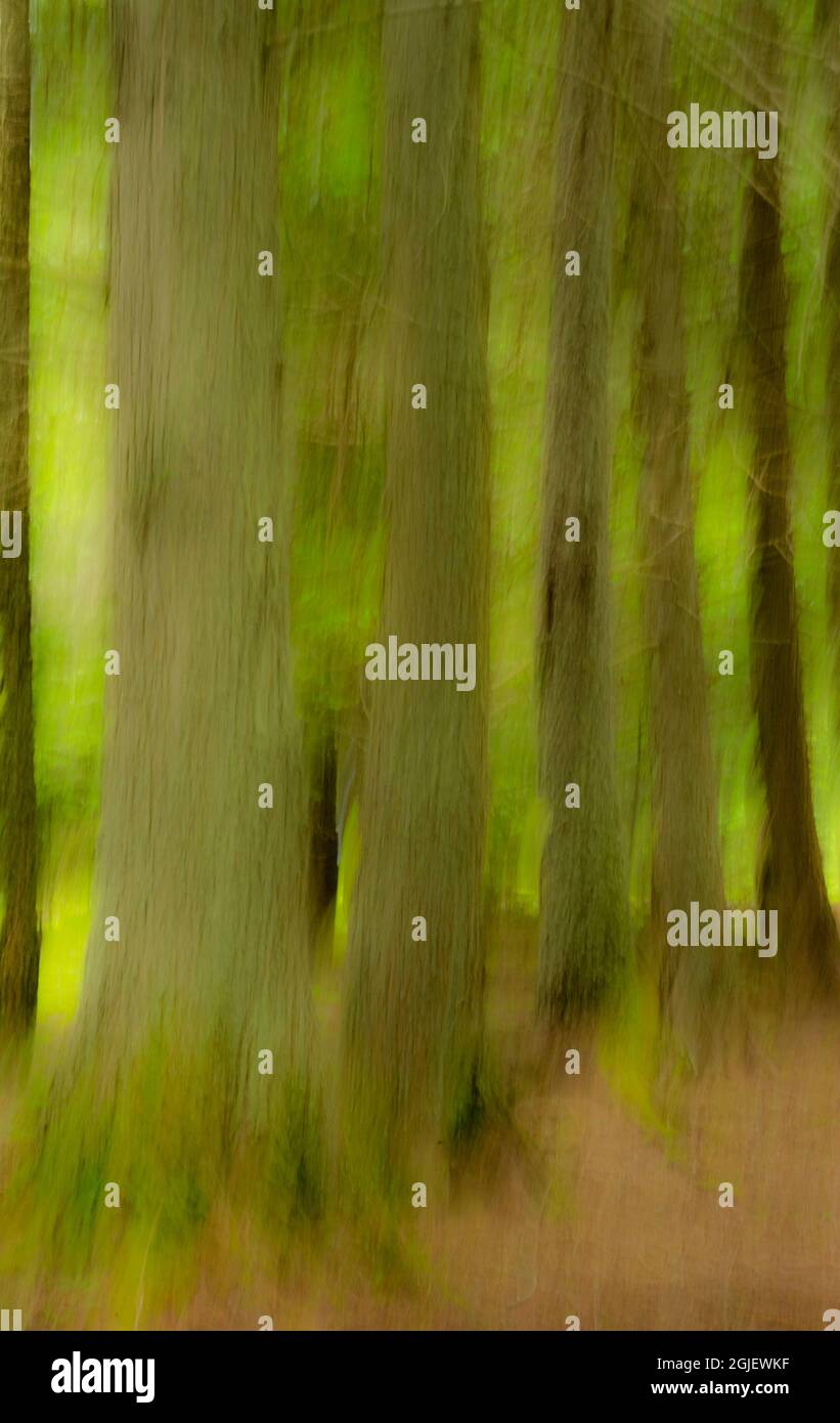 Abstract of trees hi-res stock photography and images - Alamy