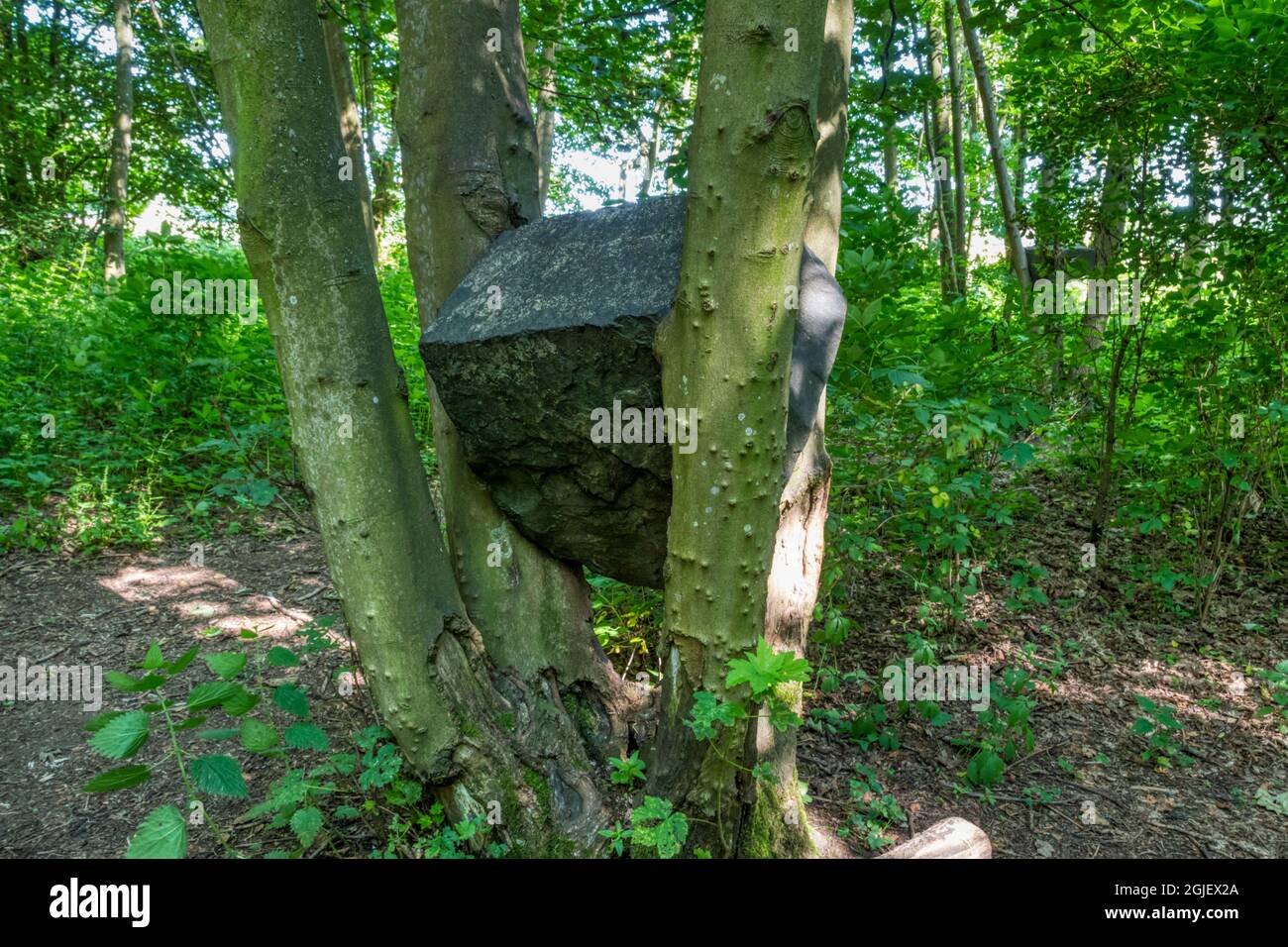 A detail of Stone Coppice by Andy Goldsworthy in Badger Wood at Jupiter Artland outdoor sculpture park near Edinburgh. Stock Photo