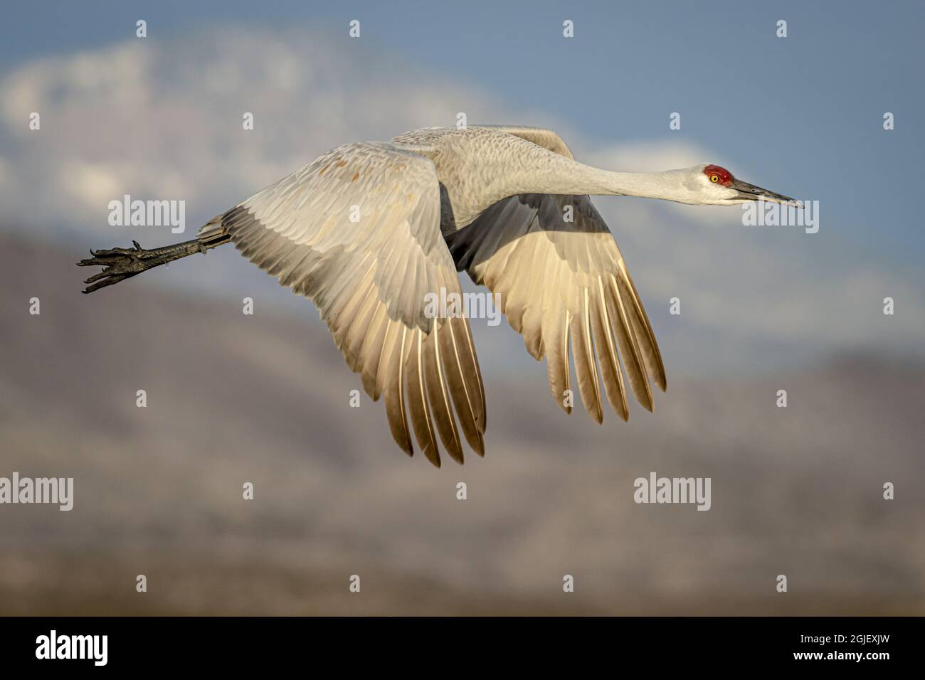USA, New Mexico, Bosque del Apache National Wildlife Reserve. Sandhill crane flying. Credit as Fred Lord / Jaynes Gallery / DanitaDelimont.com Stock Photo