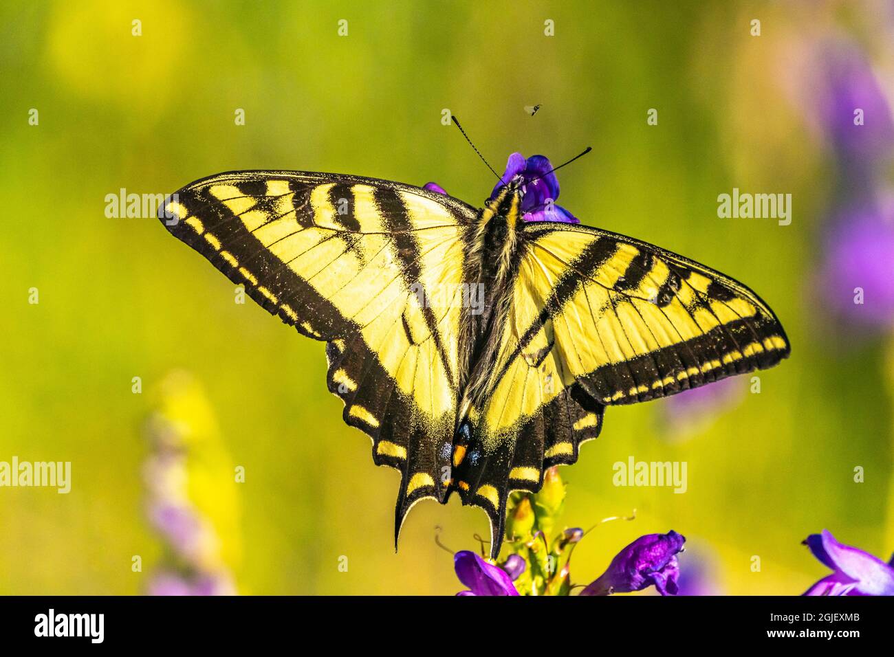 USA, New Mexico, Sandia Mountains. Western tiger swallowtail