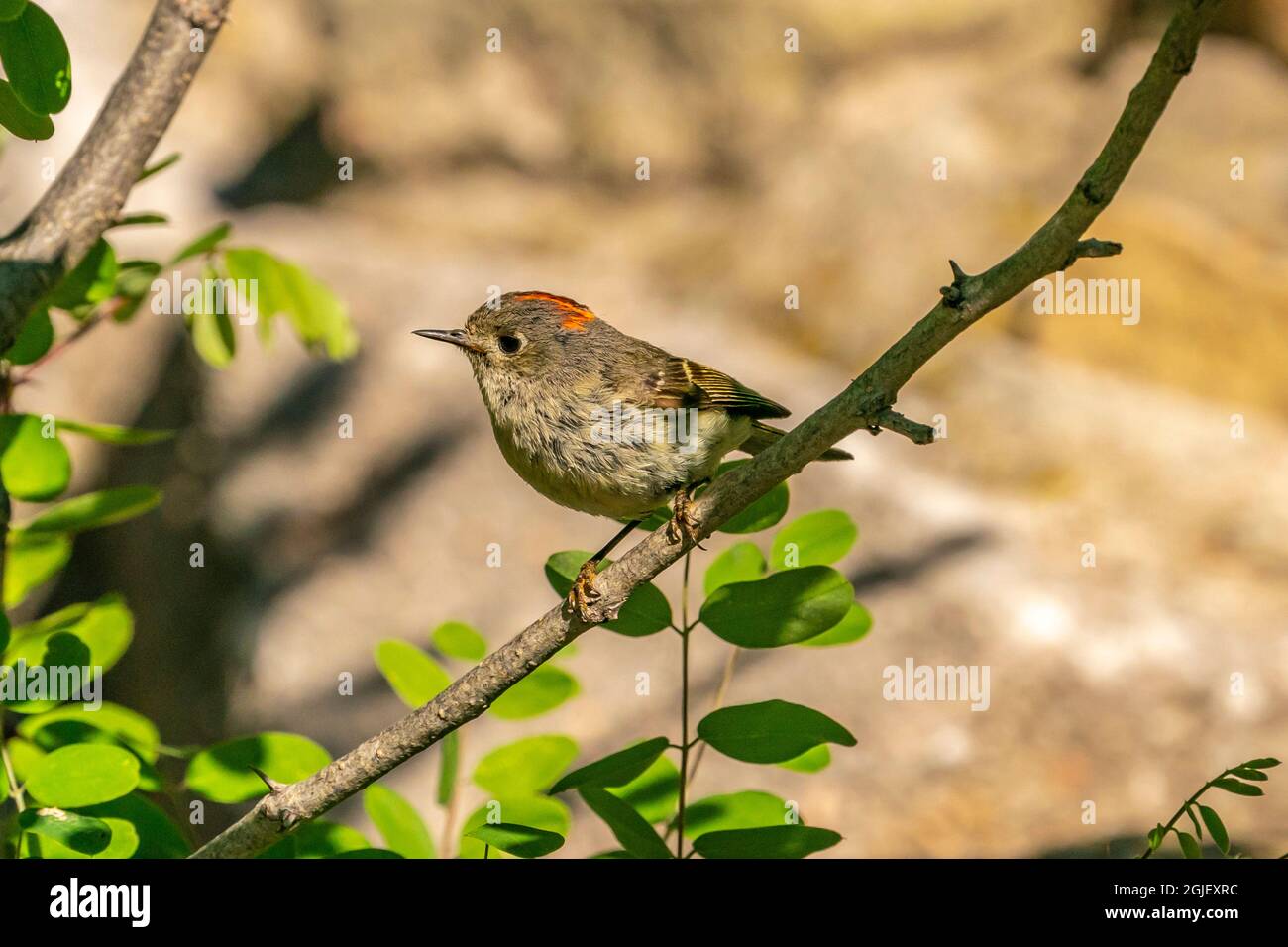 USA, New Mexico, Sandia Mountains. Ruby-crowned kinglet bird on limb. Stock Photo
