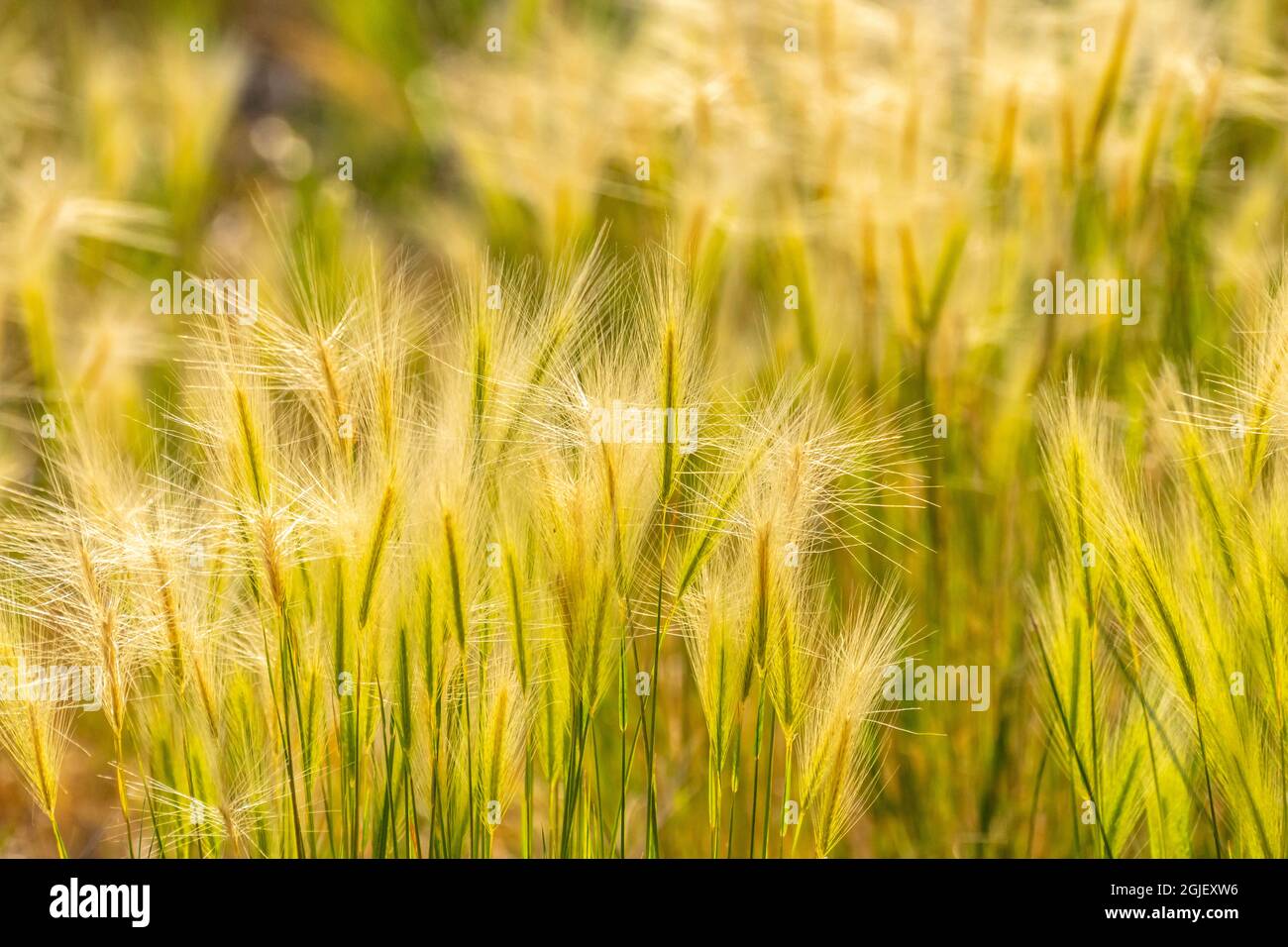 Backlit grasses hi-res stock photography and images - Alamy