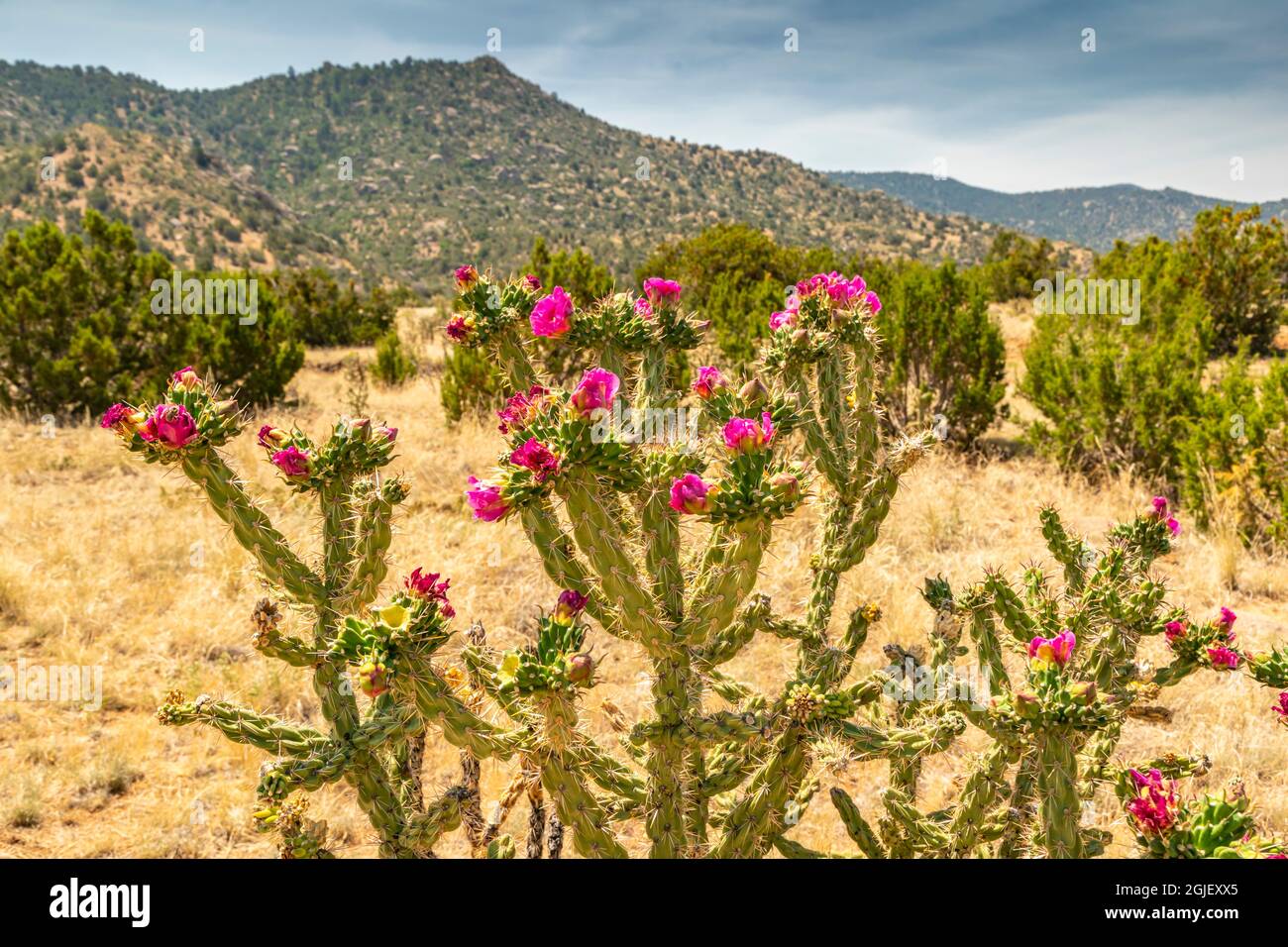 Calla Cactus USA, New Mexico, Sandia Mountains. Cholla cactus blossoms and mountain ...