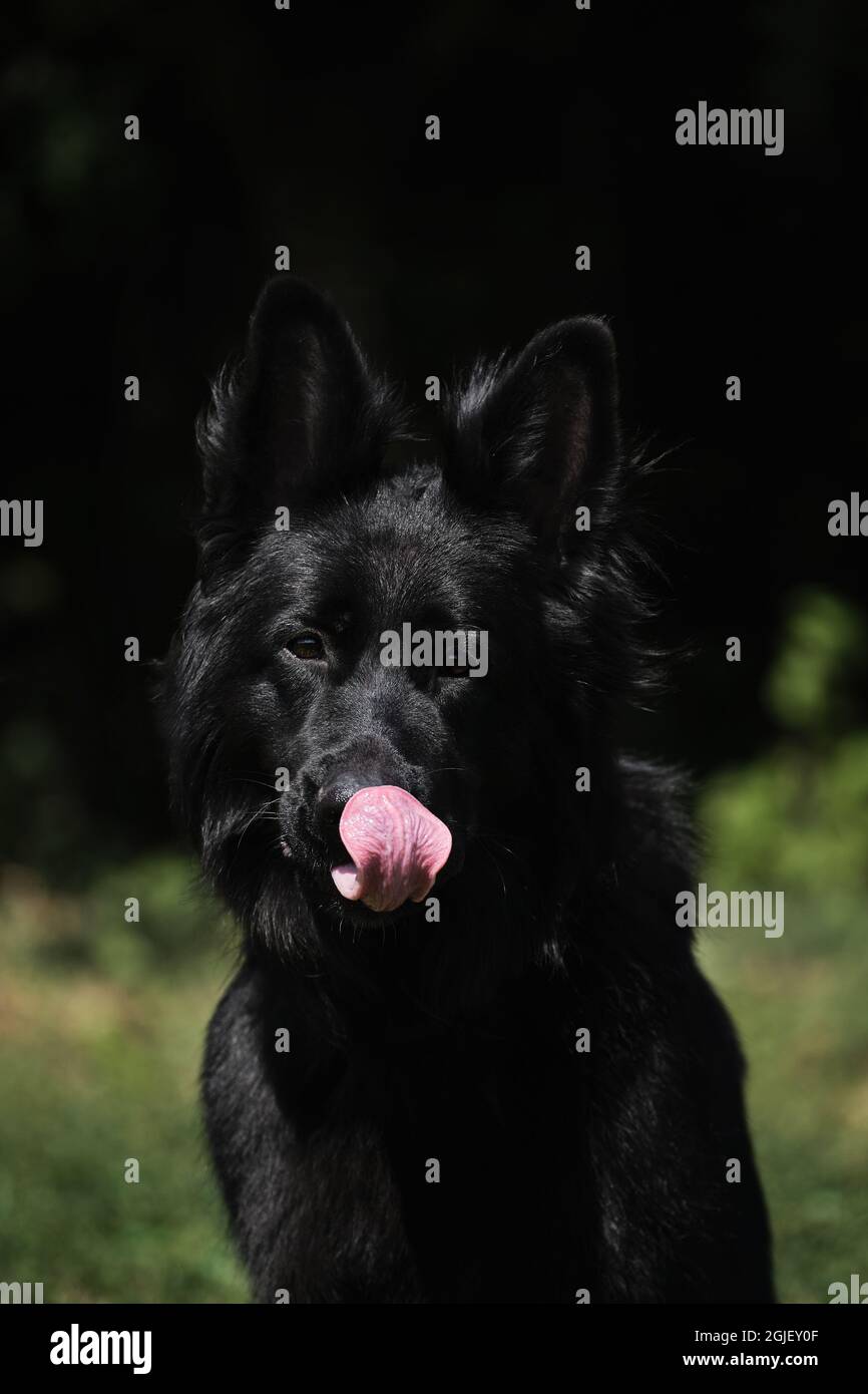 German shepherd black store tongue