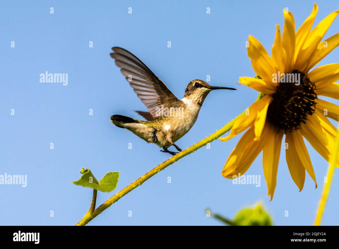 Vintage Hummingbirds Flying Around Sunflowers You Are My Sunshine