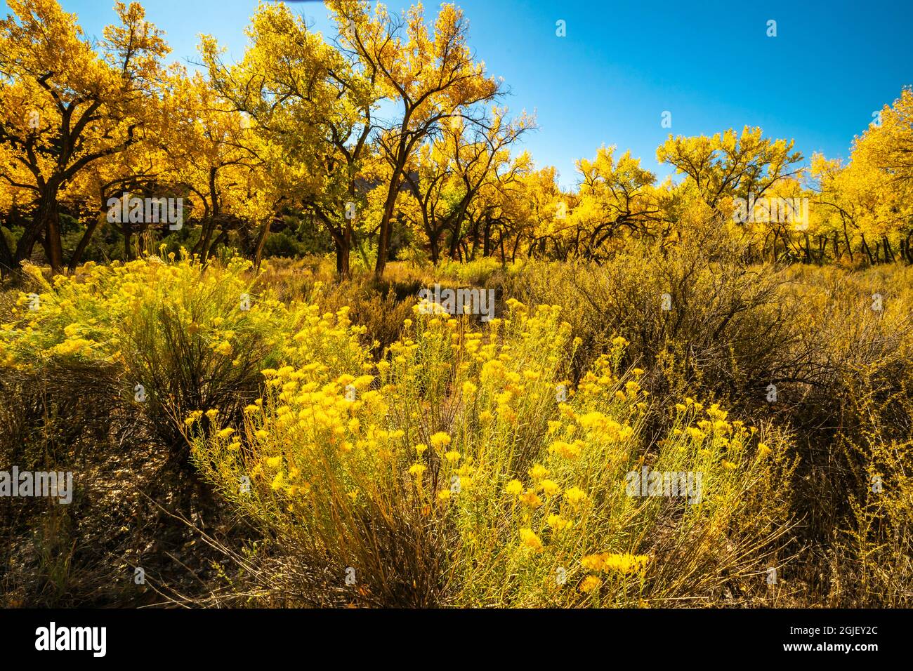 USA, New Mexico, Jemez River Valley. Cottonwood trees and blooming