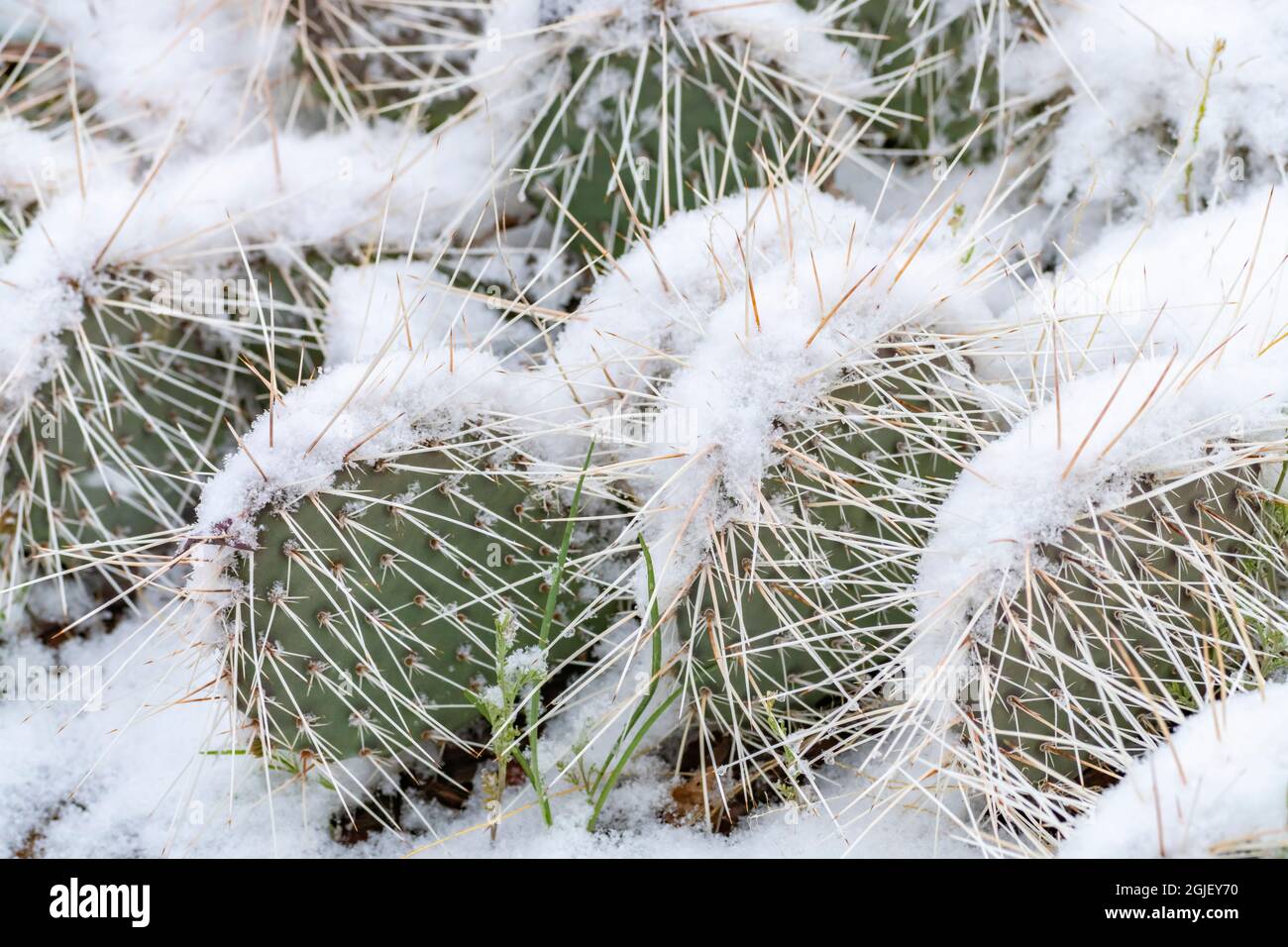 USA, New Mexico. Snow-covered prickly pear cactus Stock Photo - Alamy