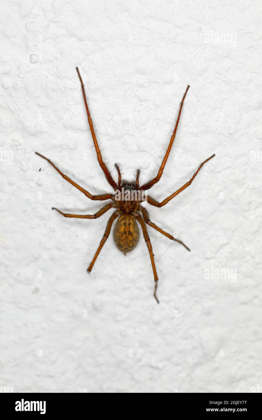 House angle spider, Tegenaria domestica Stock Photo