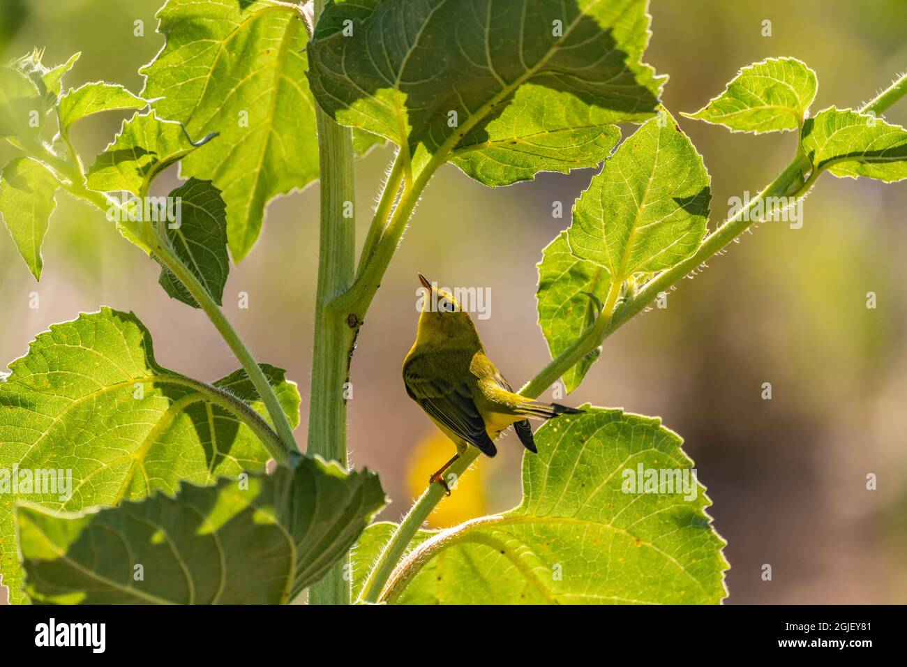 USA, New Mexico. Wilson's warbler bird on sunflower plant. Stock Photo
