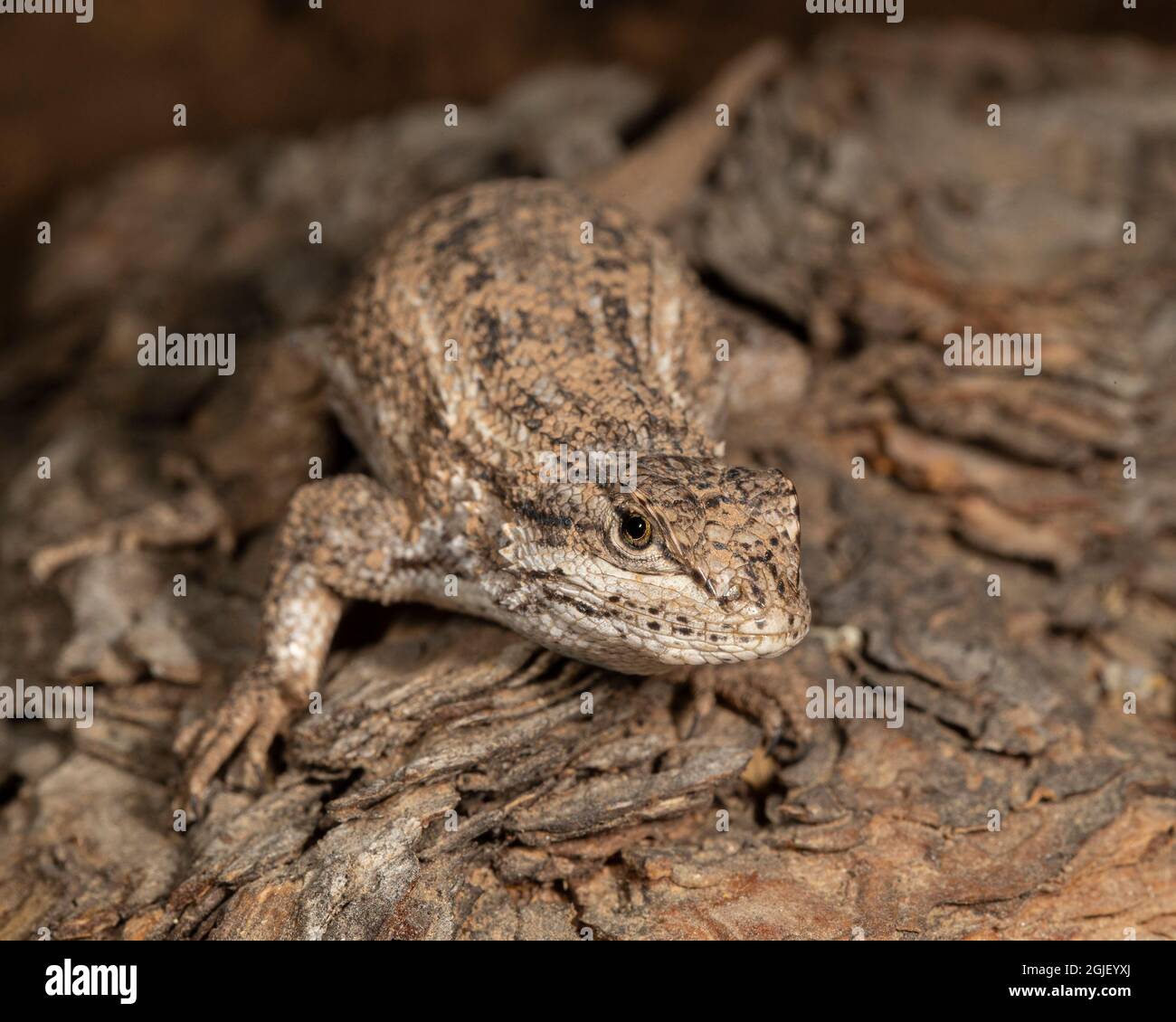 Southwestern fence lizard, Sceloporus cowlesi, East Mountains, New Mexico Stock Photo