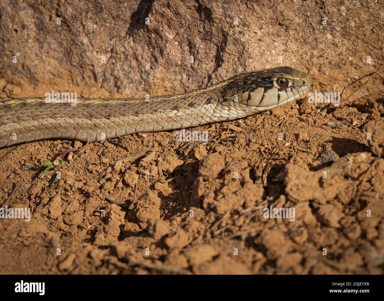 Western terrestrial garter, Wandering garter snake, Thamnopis elegans, New Mexico Stock Photo