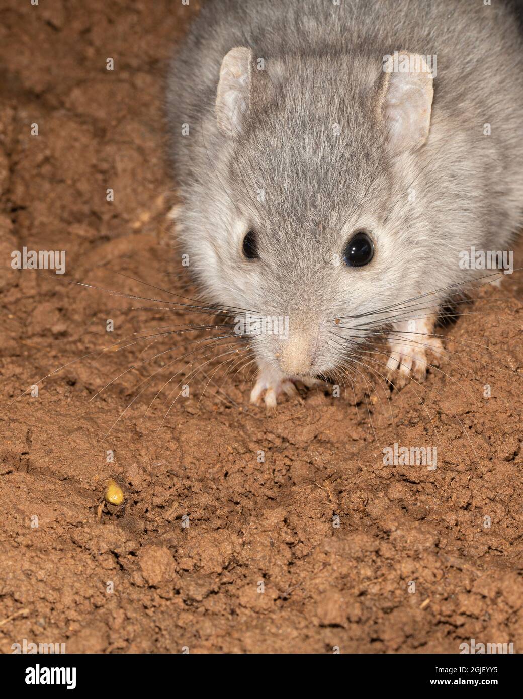 Southern Plains Woodrat, Neotoma micropus, East Mountains, New Mexico Stock Photo