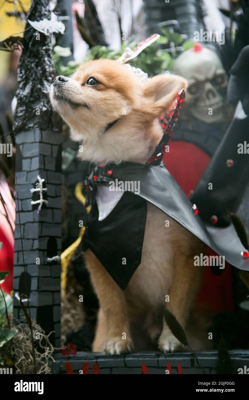 Tompkins Square Park Halloween Dog Parade. NYC, New York Stock Photo