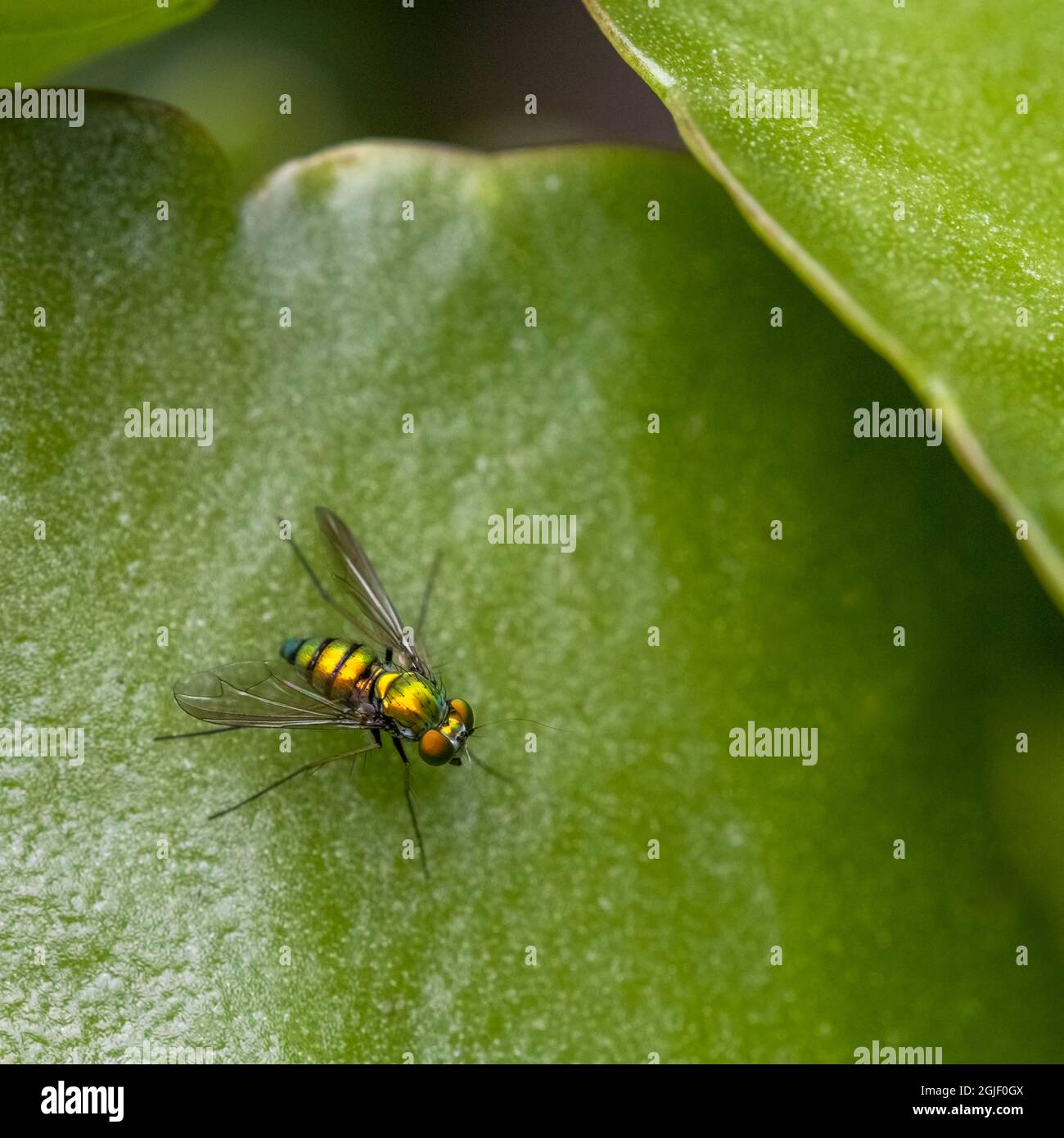 USA, New York State. Long-legged Fly (Condylostylus spp.) photographed close-up. Stock Photo
